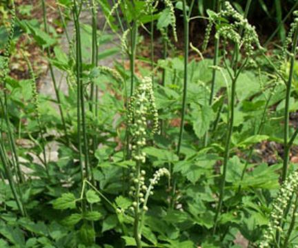 Black Cohosh Extract Powder